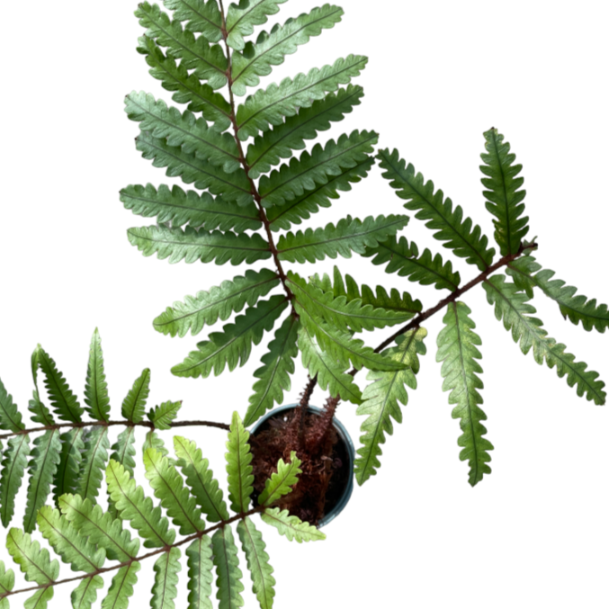 Pteridium aquilinum, Eagle Fern (0.55m)