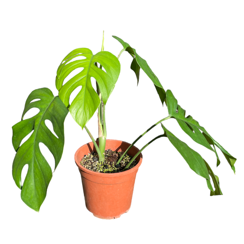 Rhaphidophora Tetrasperma, Mini Monstera (0.5m)