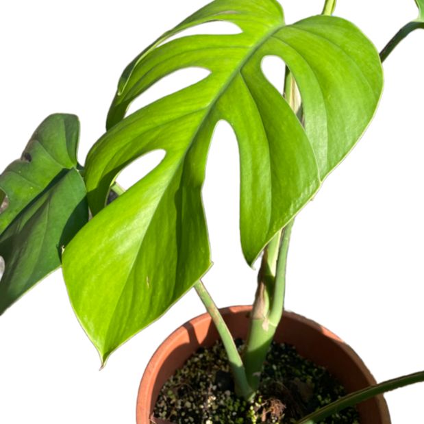 Rhaphidophora Tetrasperma, Mini Monstera (0.5m)