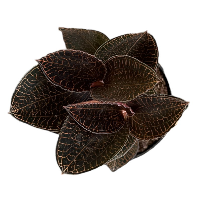 Anoectochilus, Jewel Orchid (0.1m)