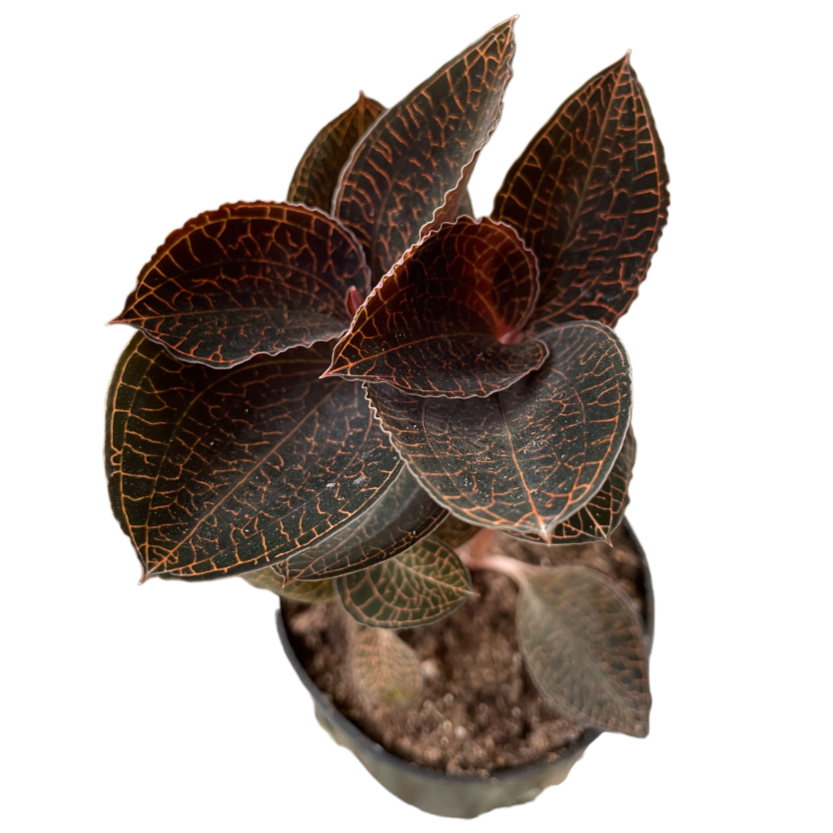 Anoectochilus, Jewel Orchid (0.1m)