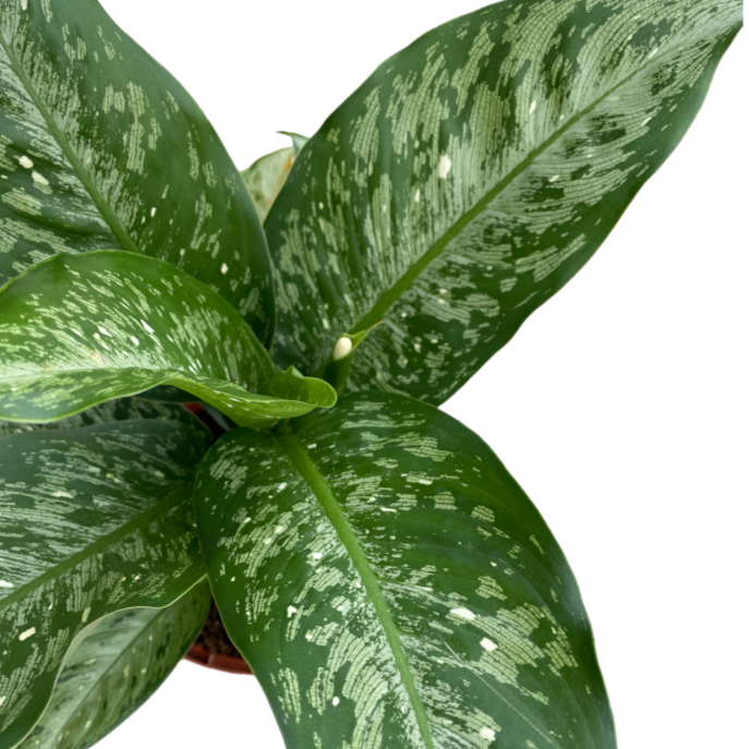 Dieffenbachia Americano, Dumbcane (0.5m)