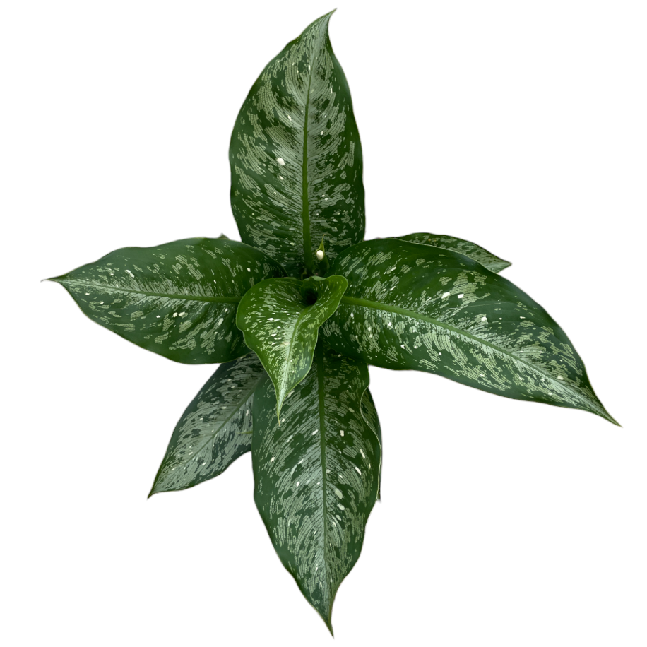 Dieffenbachia Americano, Dumbcane (0.5m)