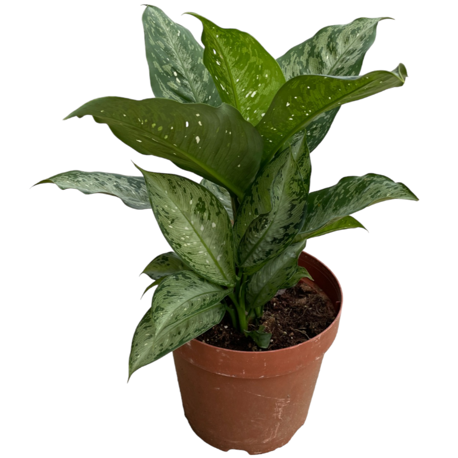 Dieffenbachia Americano, Dumbcane (0.5m)