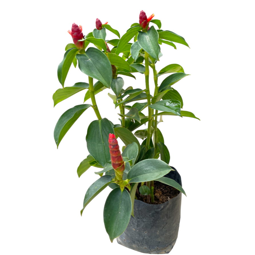 Costus Woodsonii in bag (0.75m)