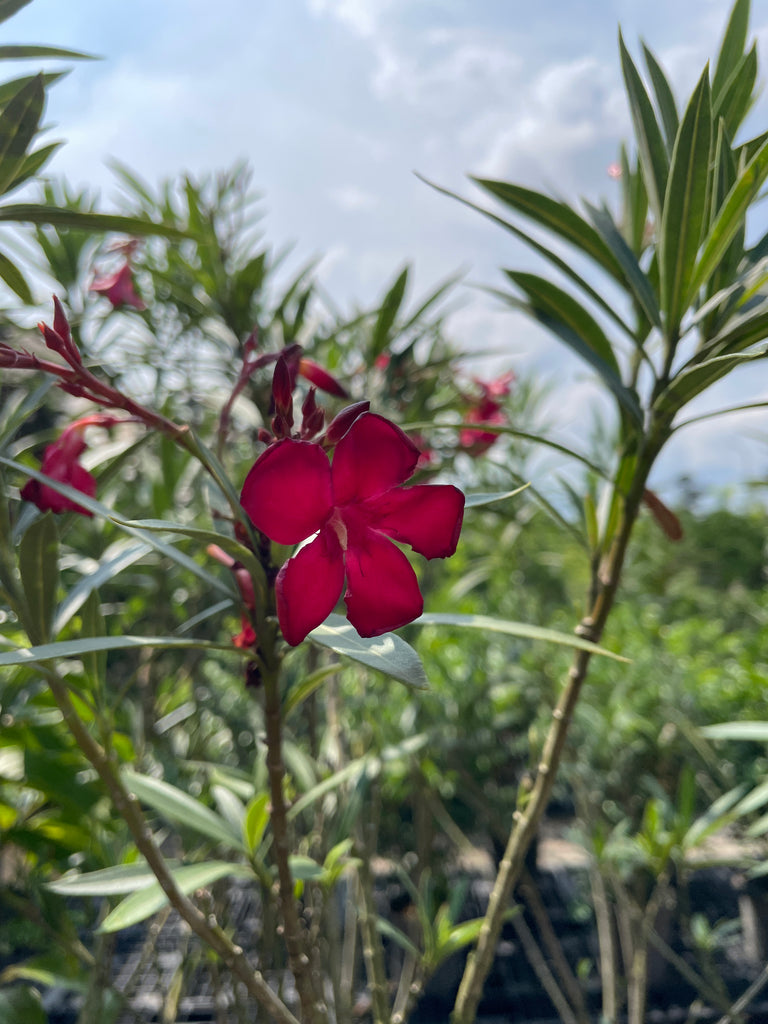 Nerium oleander, Rose Bay (1.4m)