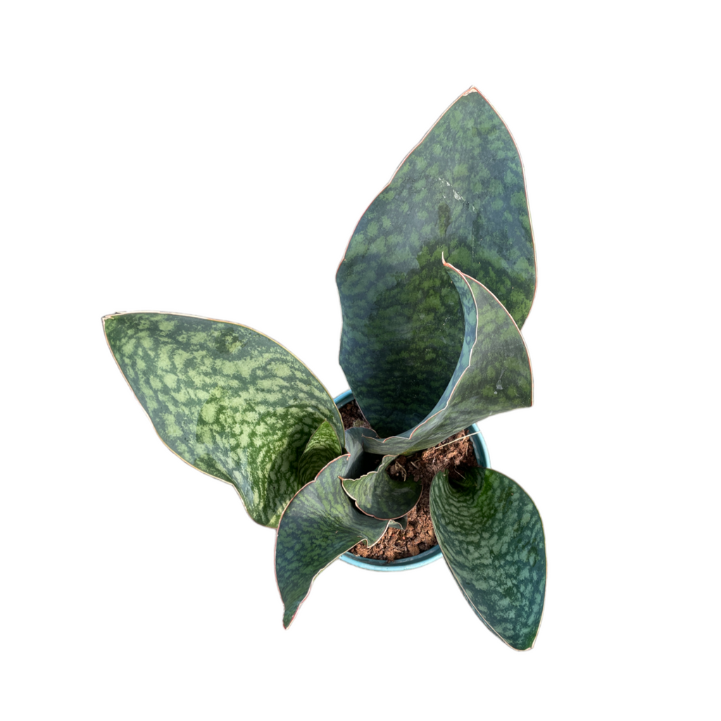 Sansevieria Masoniana Whale Fin (0.5m)