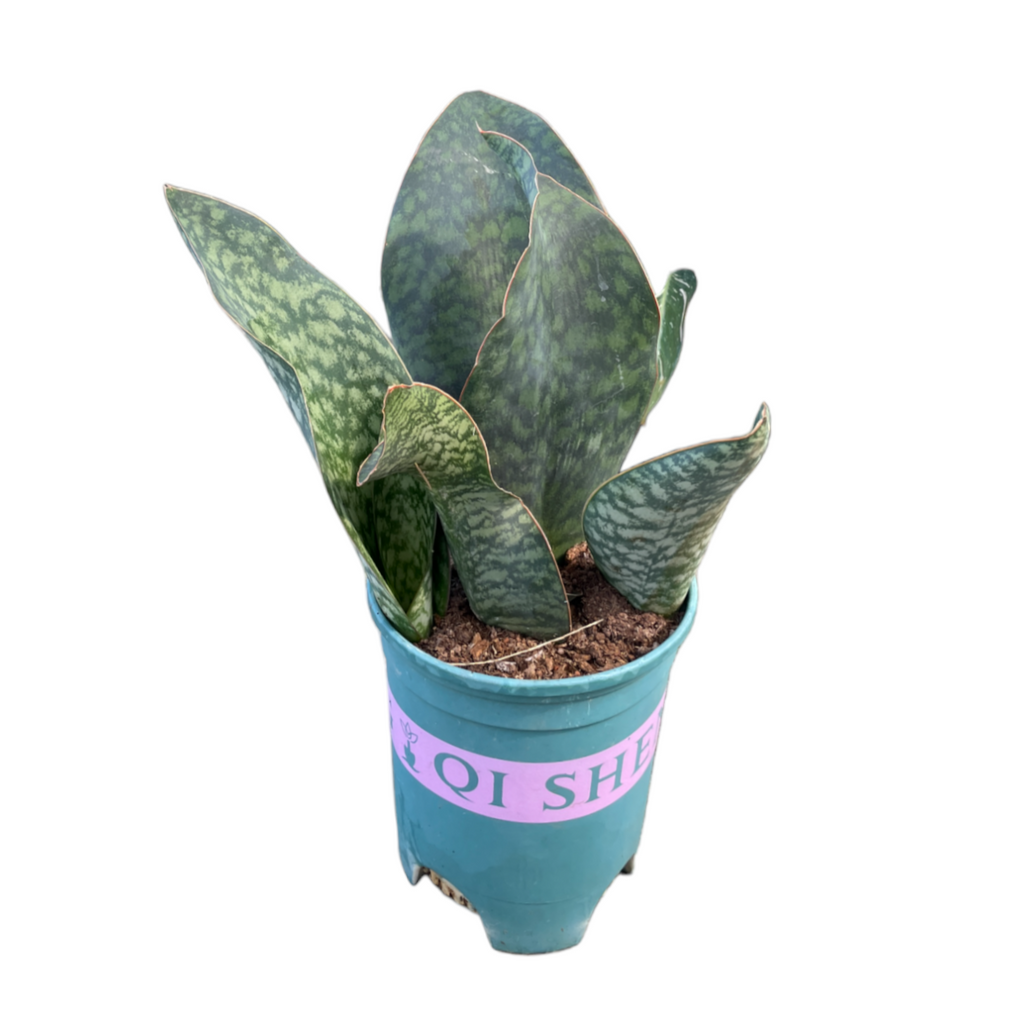 Sansevieria Masoniana Whale Fin (0.5m)