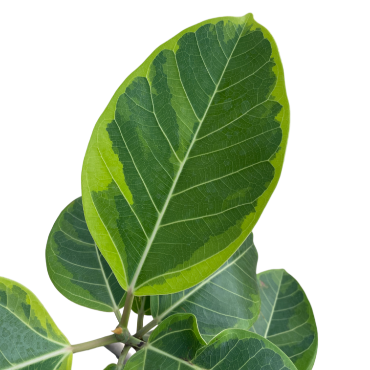 Ficus Elastica ‘Lemon Lime’, Rubber Plant (1.6m)