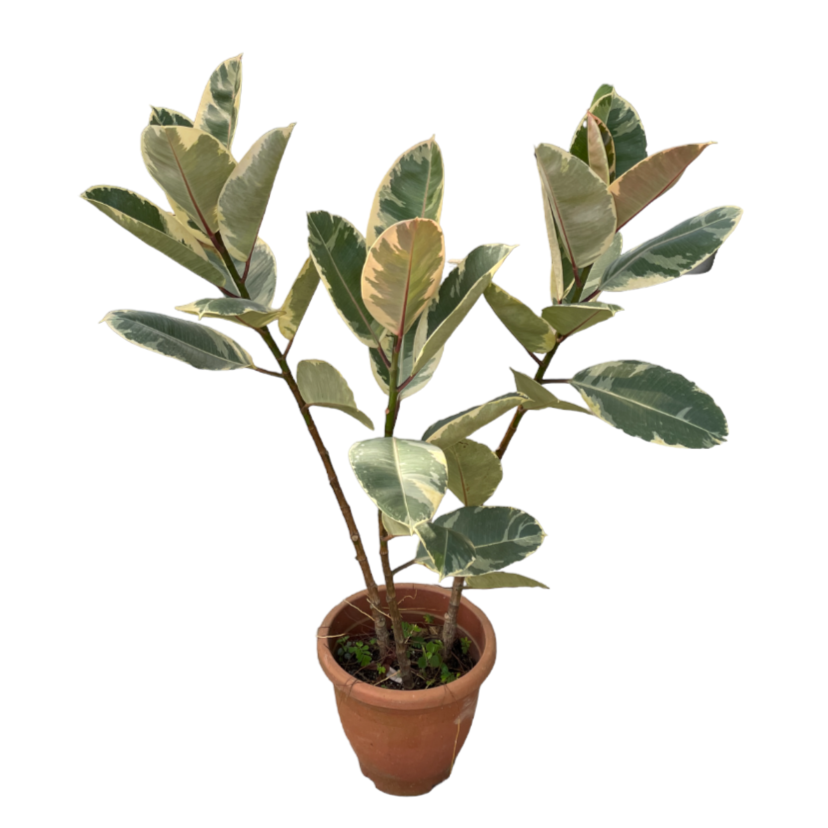 Ficus elastica tineke multi-stem (1m)