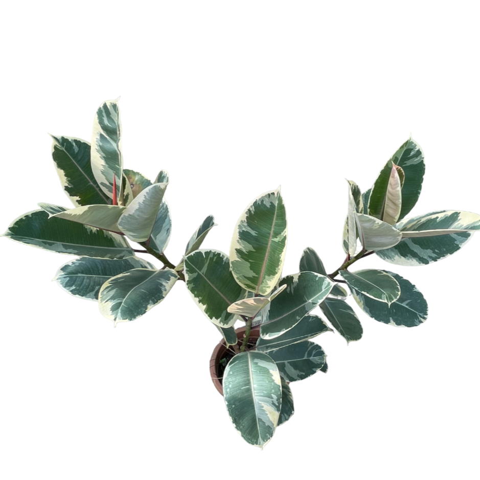 Ficus elastica tineke multi-stem (1m)