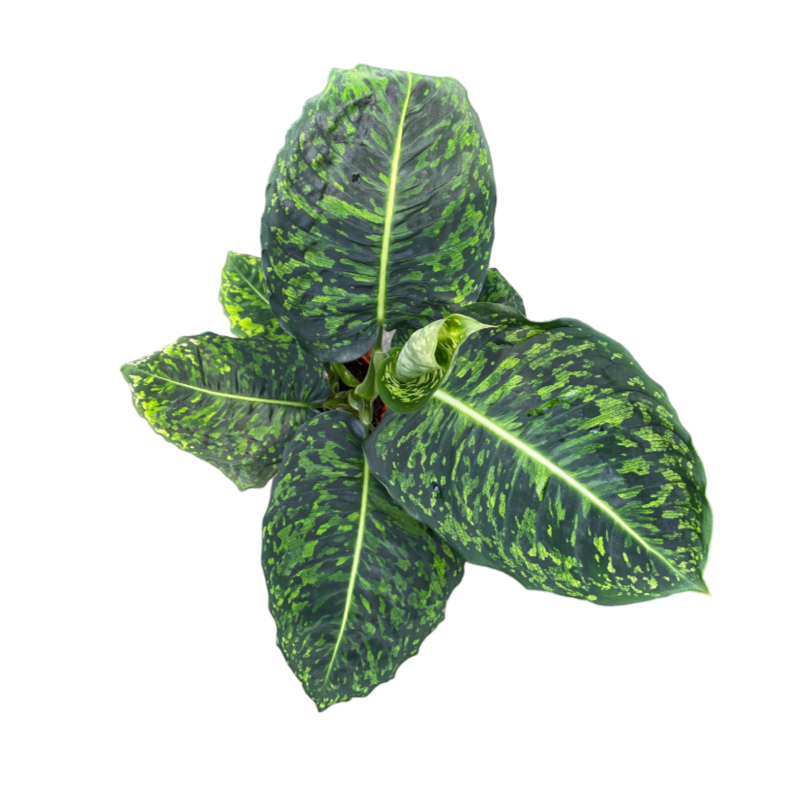 Dieffenbachia Reflector Cheetah (0.4m)