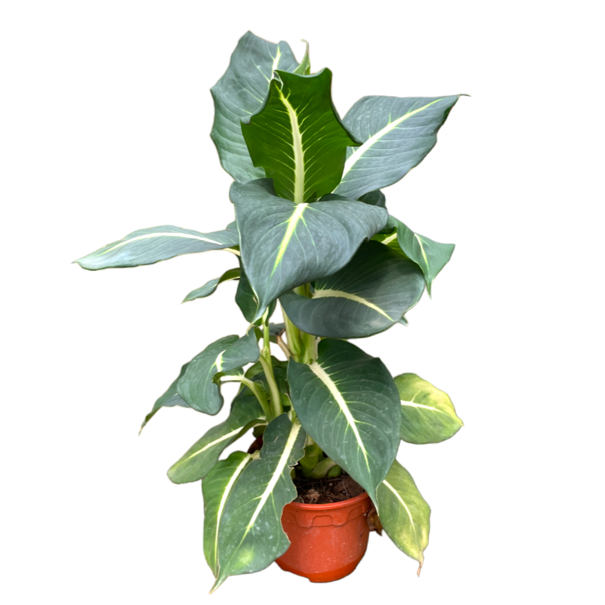 Dieffenbachia Seguine, "Green Magic" (0.5m)
