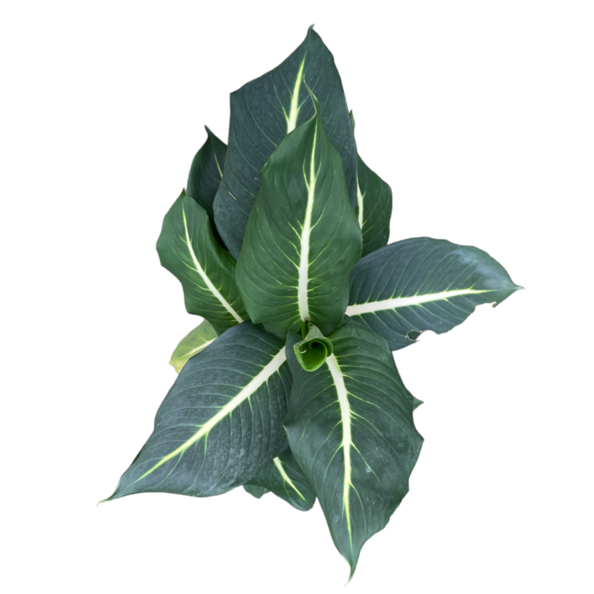 Dieffenbachia Seguine, "Green Magic" (0.5m)