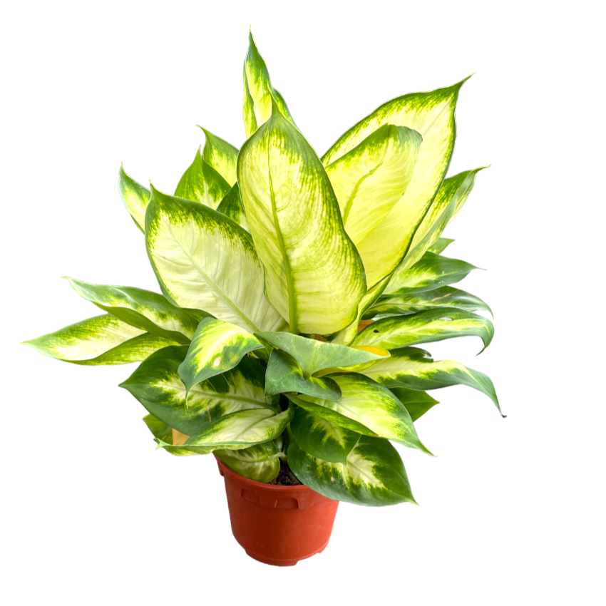 Dieffenbachia mariana (0.5m)