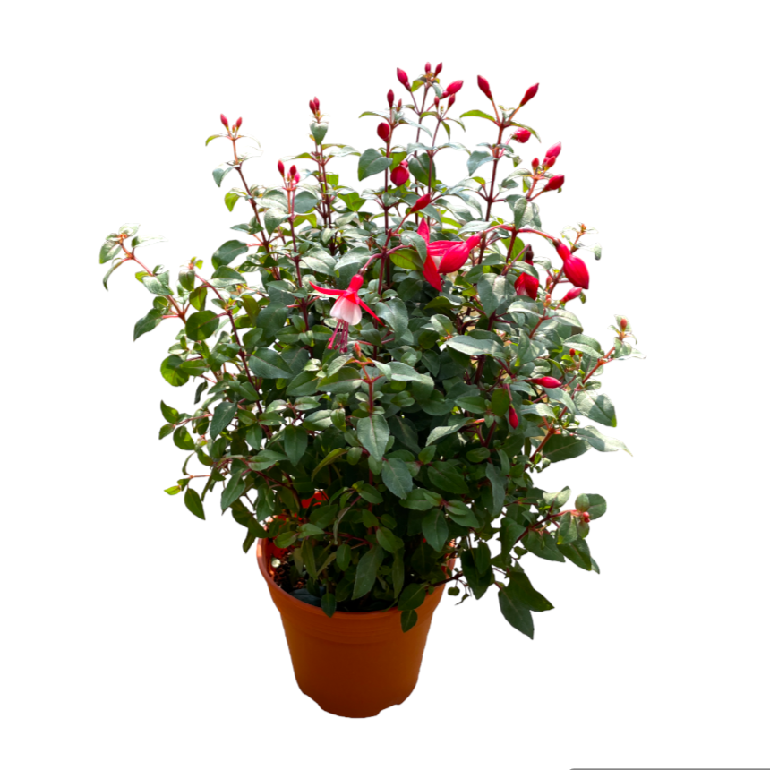 Fuchsia Hybrida (0.5m)