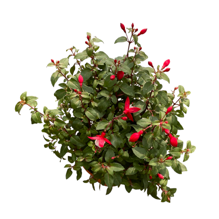 Fuchsia Hybrida (0.5m)