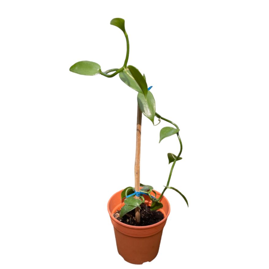 Vanilla Planifolia (0.6m)