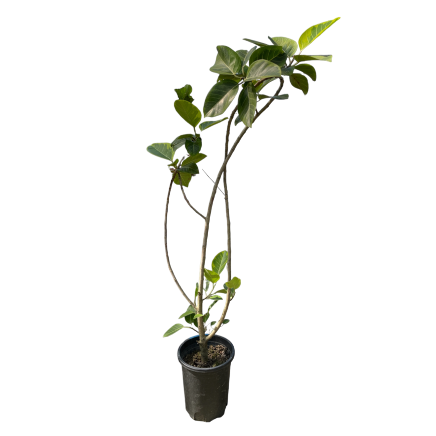 Ficus Elastica ‘Lemon Lime’, Rubber Plant (1.6m)