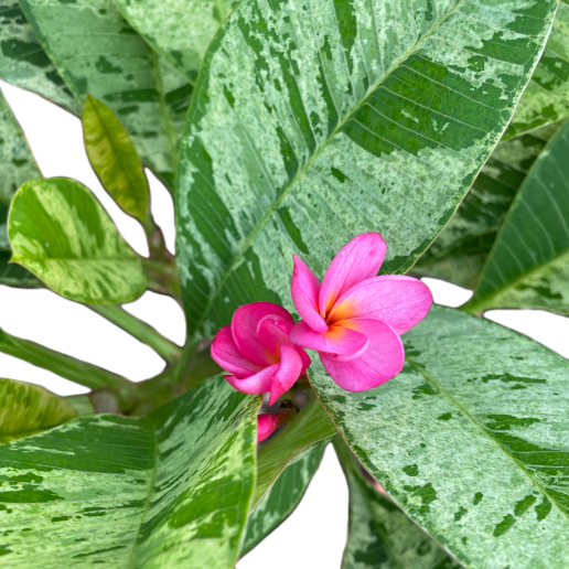 Plumeria, Frangipani variegated (1.3m)