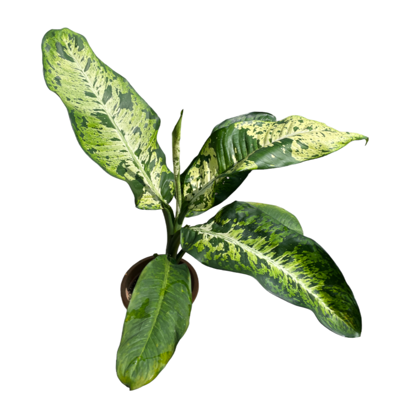 Musa Banana Variegated (1m)