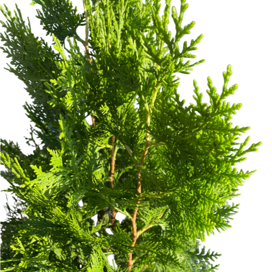 Platycladus orientalis, Thuja Orientalis (1.2m)