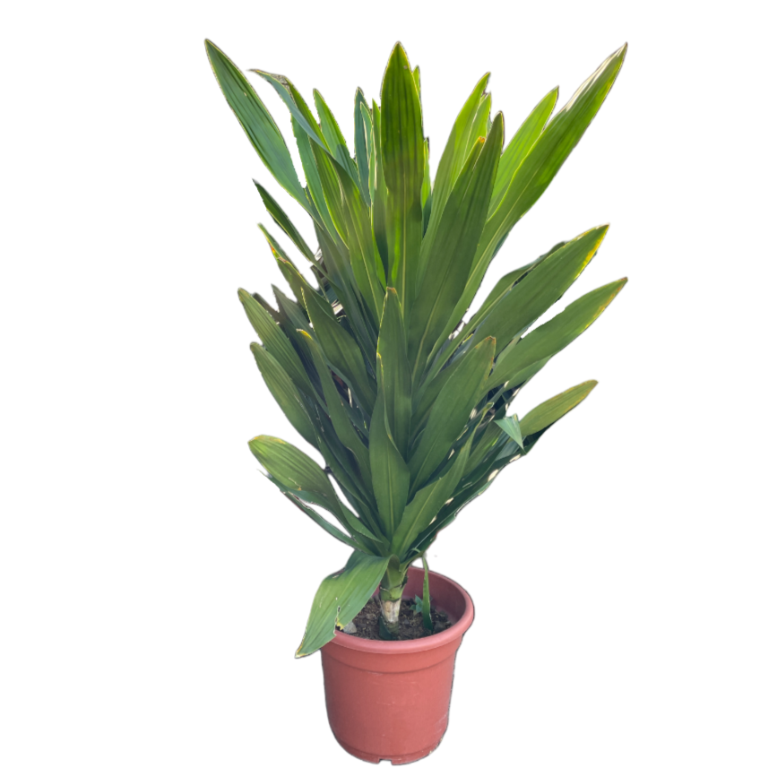 Dracaena fragrans (1.5m)