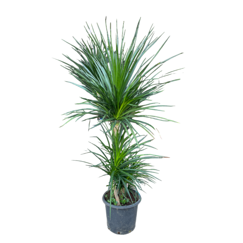 Dracaena Draco Multi-Stem (1.6m)