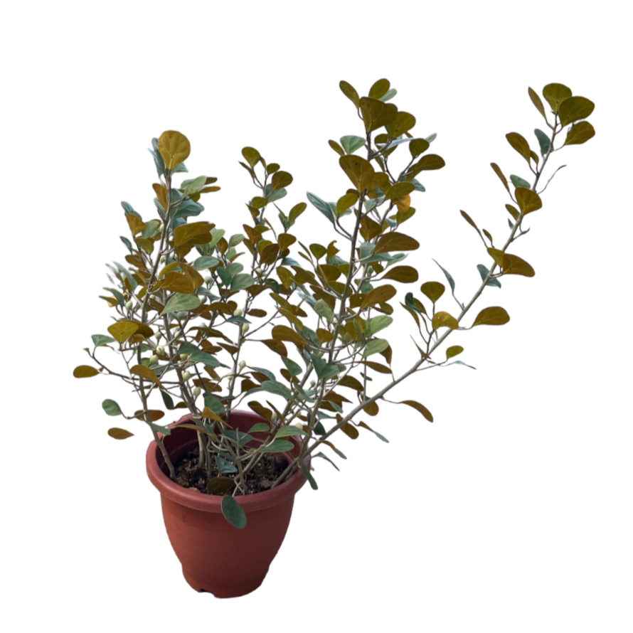 Ficus diversifolia, Mistletoe Ficus 小盼菩提 (0.9mH)