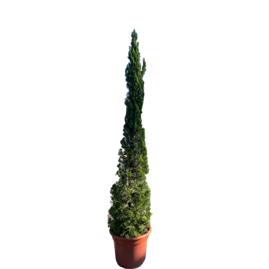 Juniperus Chinensis, Chinese Juniper (2.2m)