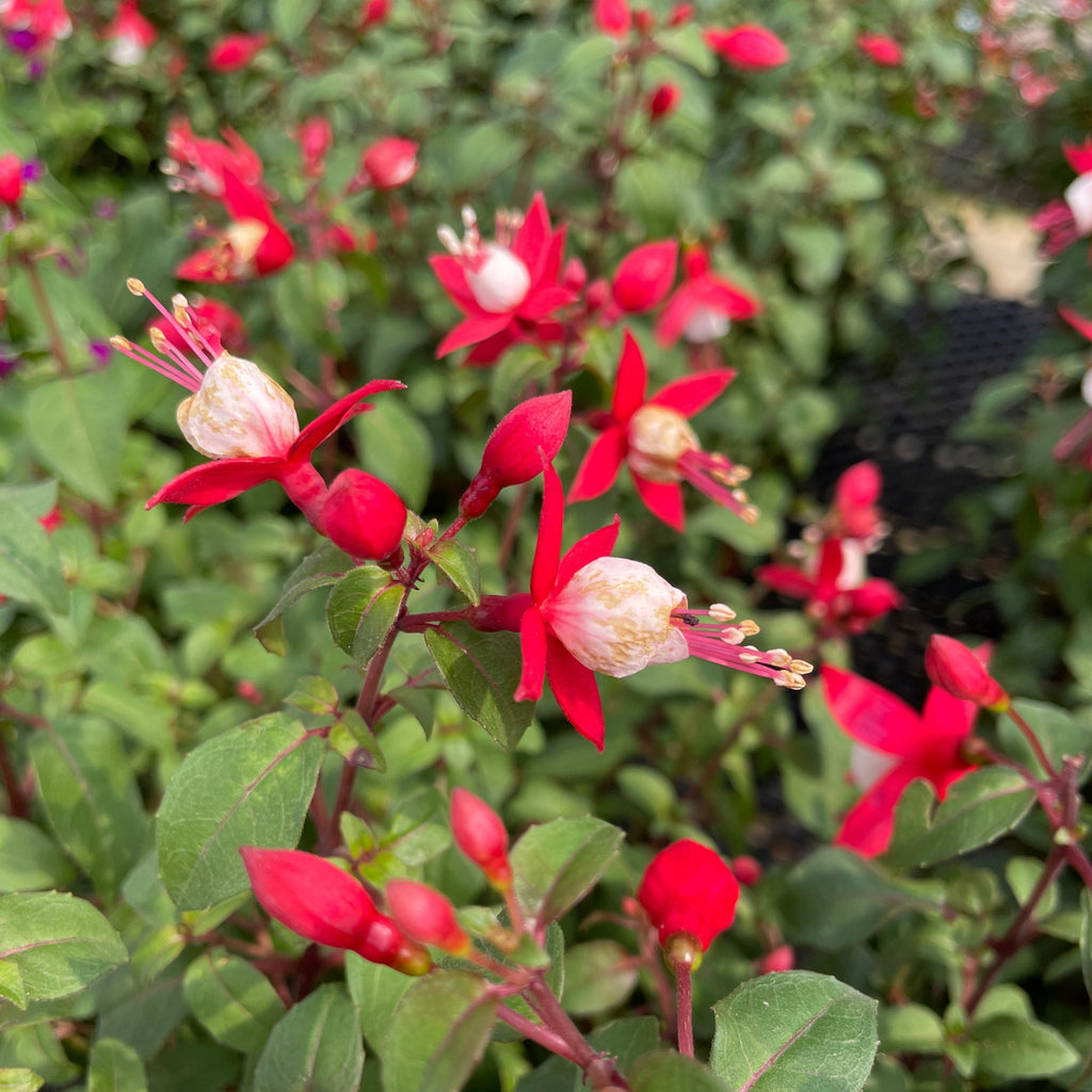 Fuchsia Hybrida (0.5m)