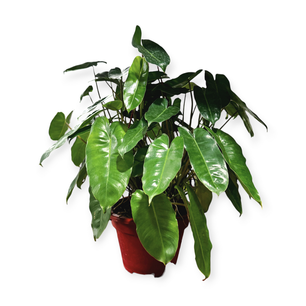 Philodendron 'Burle-marxii' (0.45m)