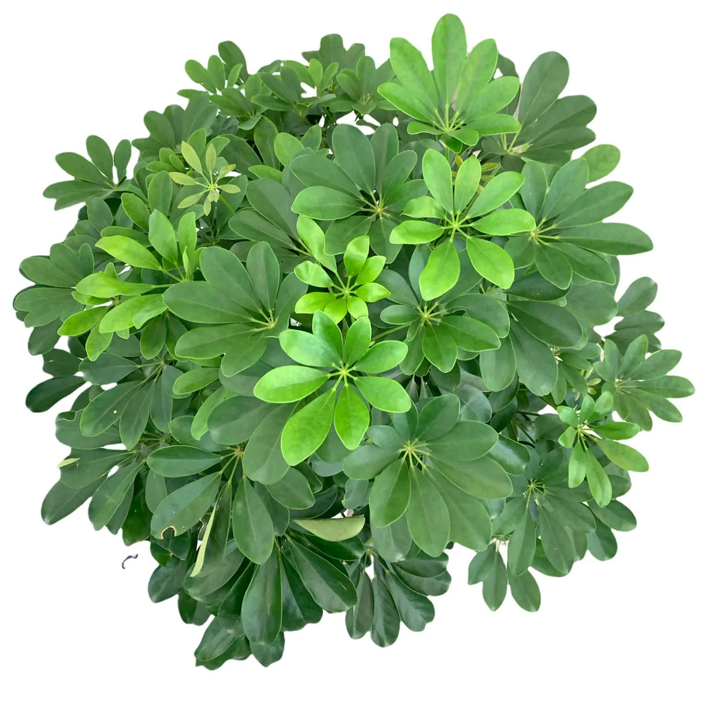 Schefflera Tree in White High Cylinder Series 39.5cm (1.5m)