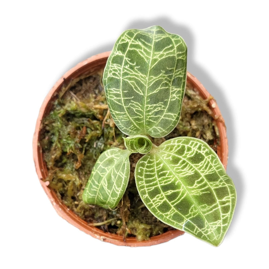 Macodes Petola, Jewel Orchid (0.1m)