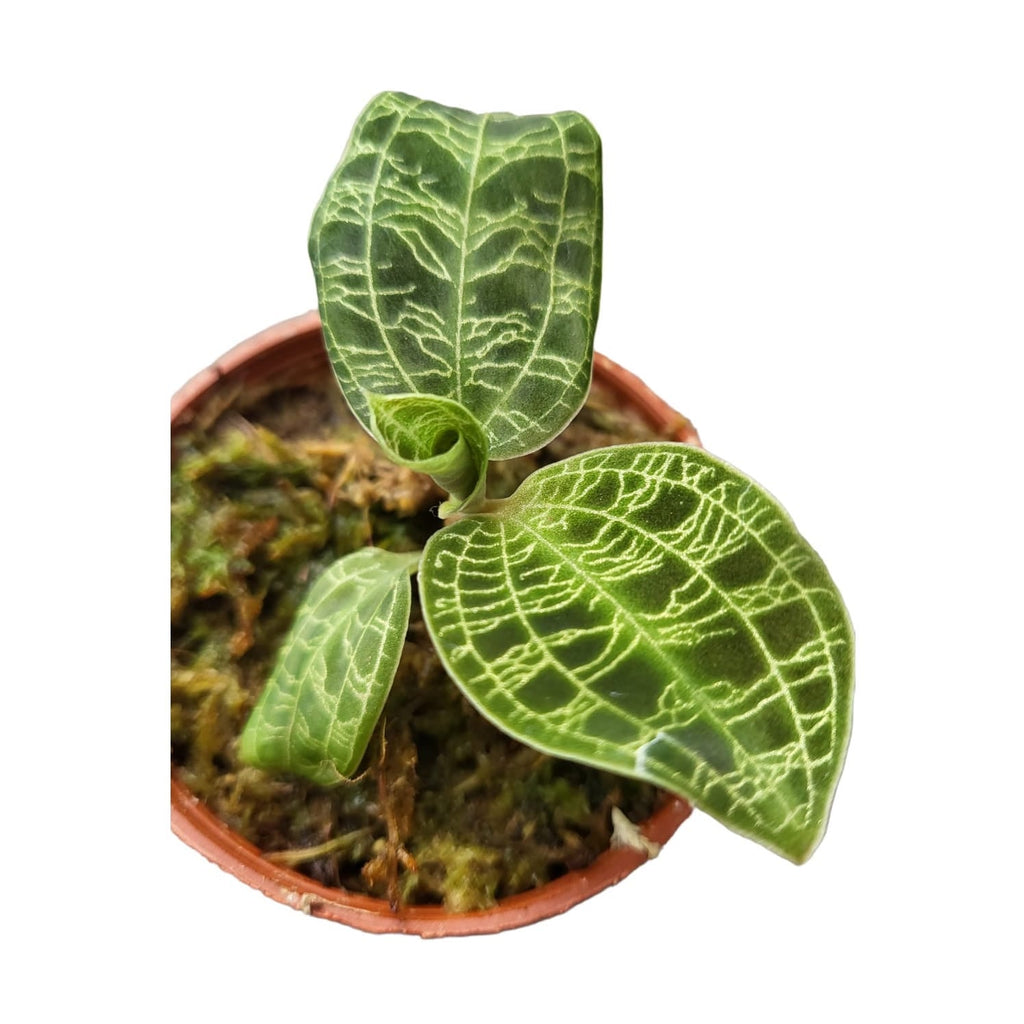 Macodes Petola, Jewel Orchid (0.1m)