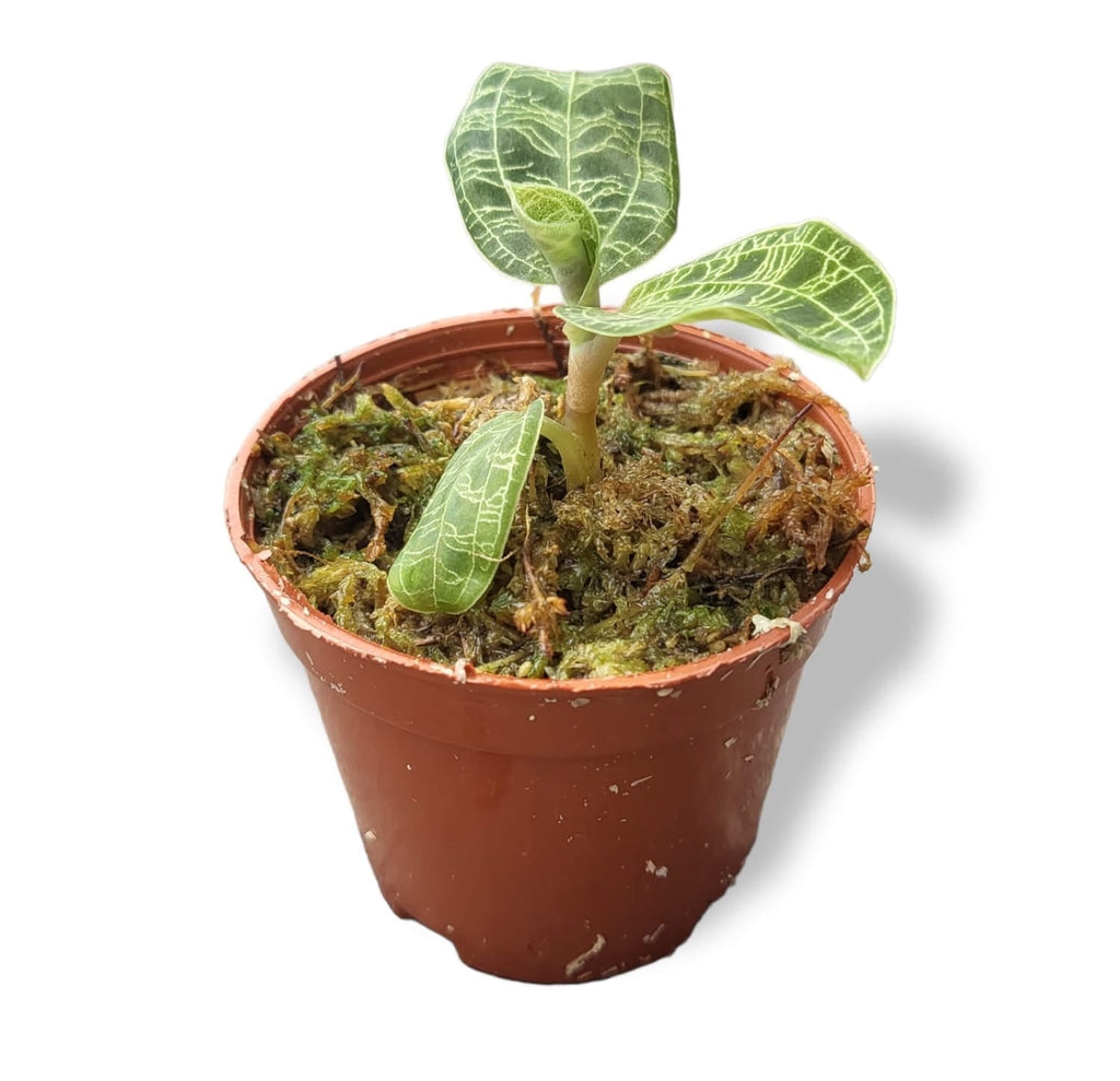 Macodes Petola, Jewel Orchid (0.1m)