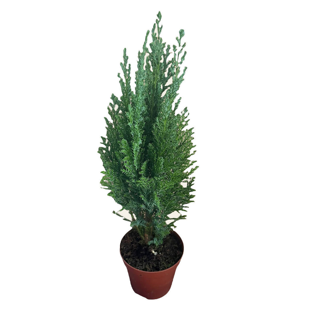 Chamaecyparis lawsoniana ‘Ellwoodii’, Mini Christmas Tree (0.25m)