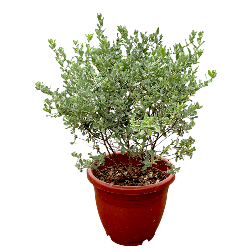 Leucophyllum frutescens, Texas Sage 银叶玉芙蓉 (0.7m)