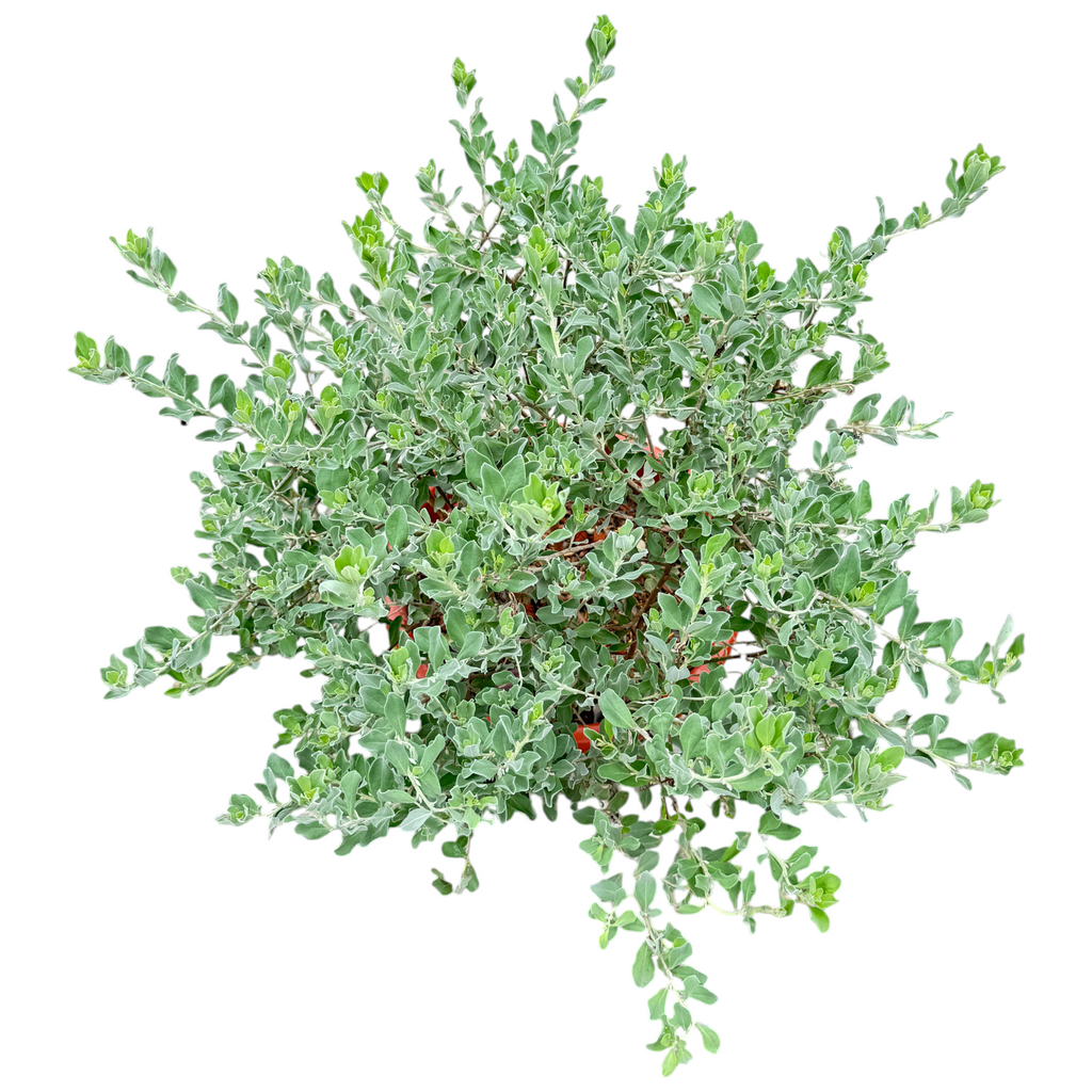 Leucophyllum frutescens, Texas Sage 银叶玉芙蓉 (0.7m)