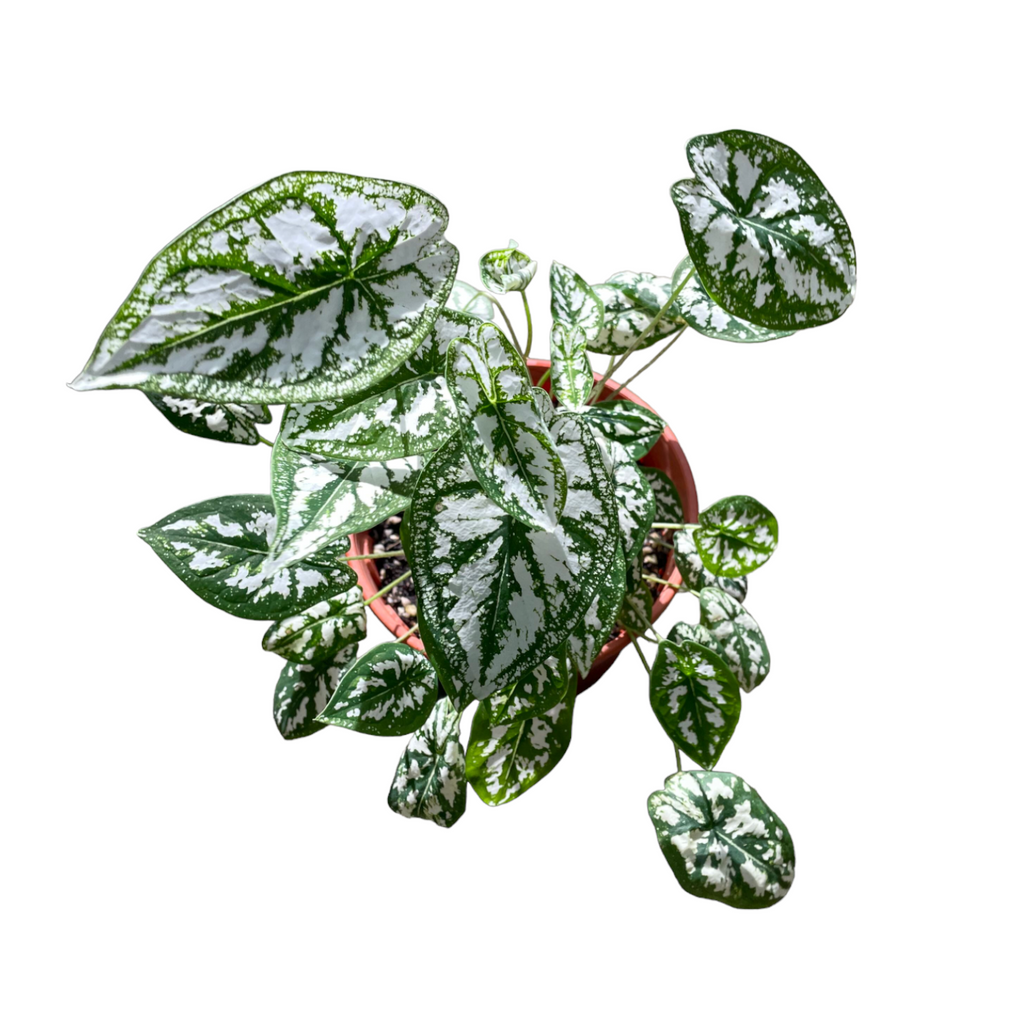 Caladium humboldtii Schott, Elephant Ear, Angel Wings (0.22m)