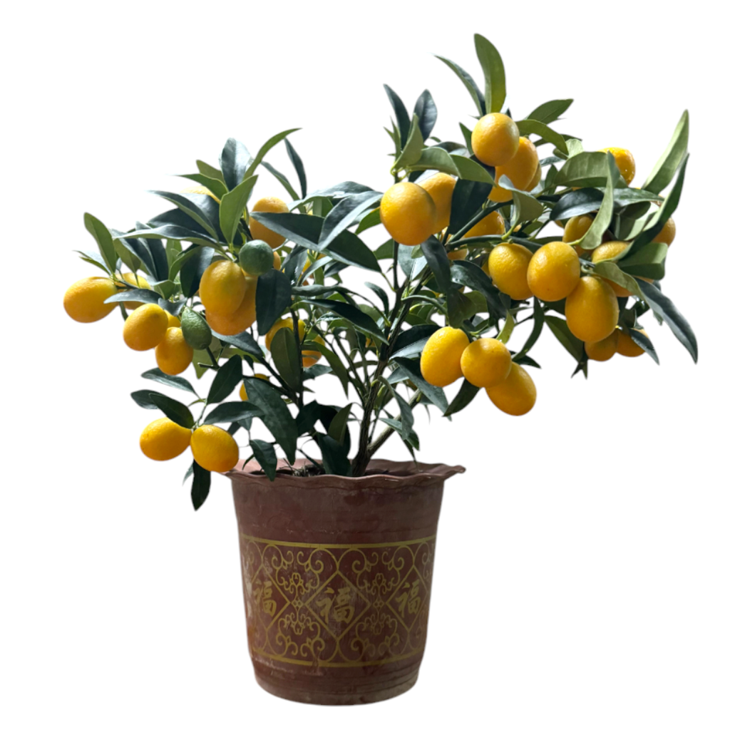 [PRE- ORDER] Kumquat 金桔 in 7 inch pot (0.4mH)