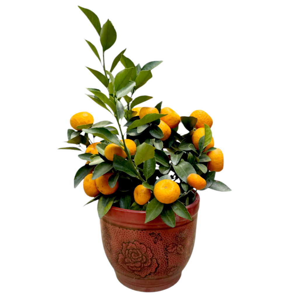 [PRE- ORDER] Citrus reticulata, Mandarin Orange 朱砂桔 in 7 Inch Pot (0.30-0.40mH)
