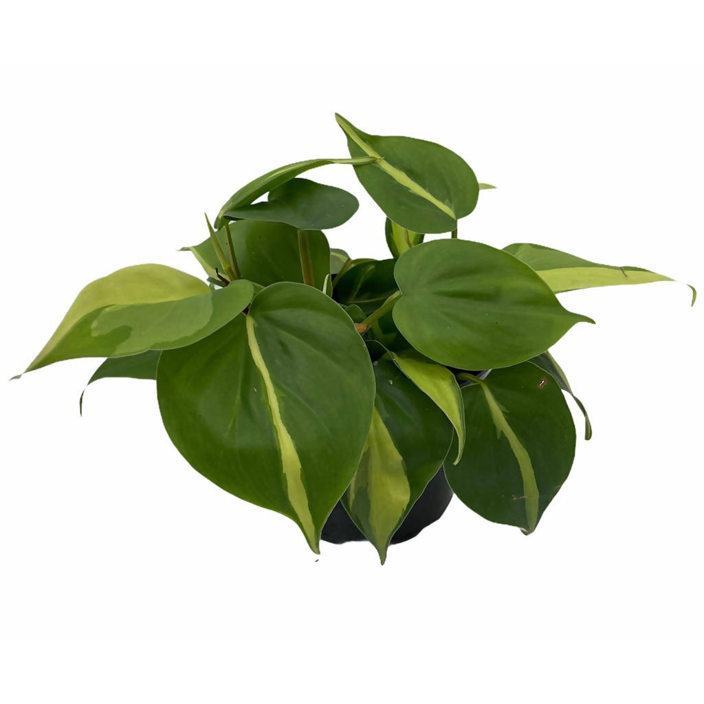 Philodendron scandens Variegated in Espresso Brown Coffee Collection 14cm (0.15m)