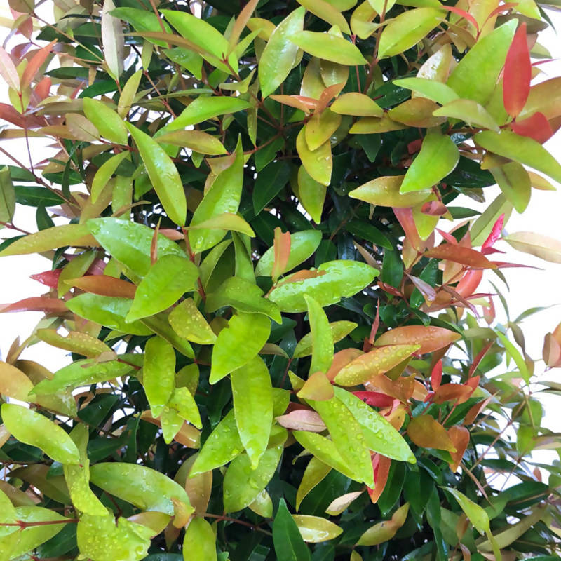 Syzygium myrtifolium, Eugenia Oleina in Bag (1.8m)