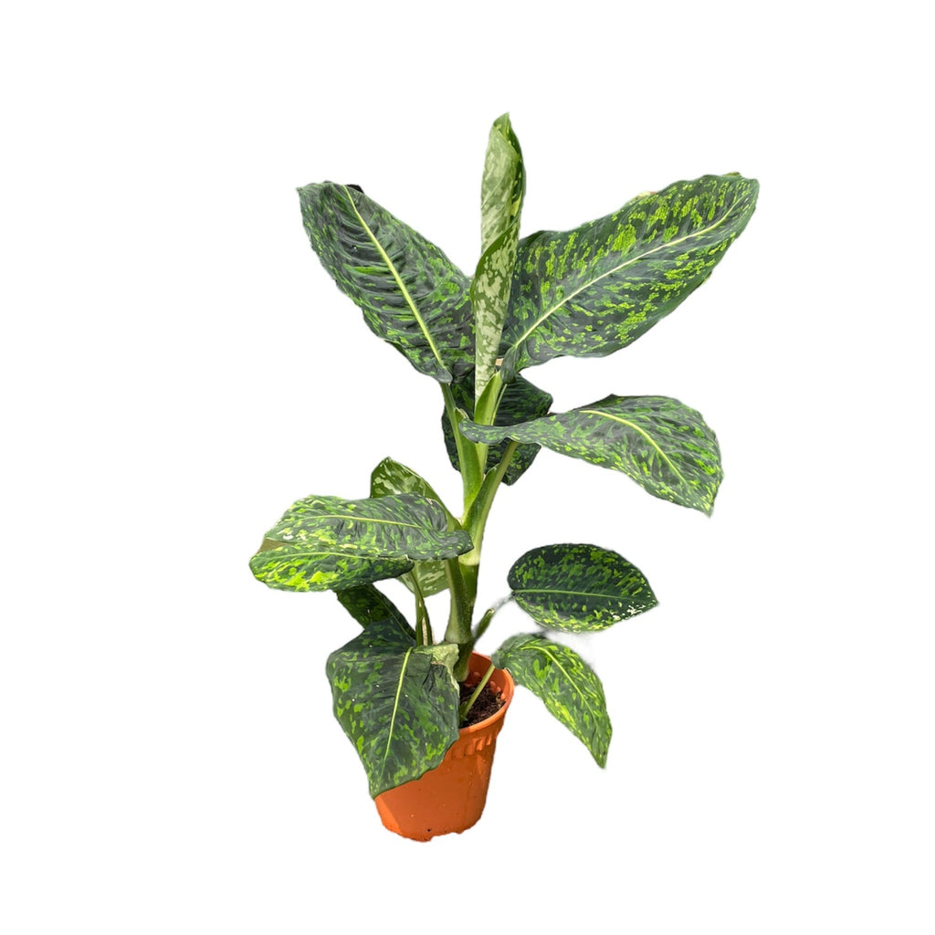 Dieffenbachia Reflector Cheetah (0.4m)