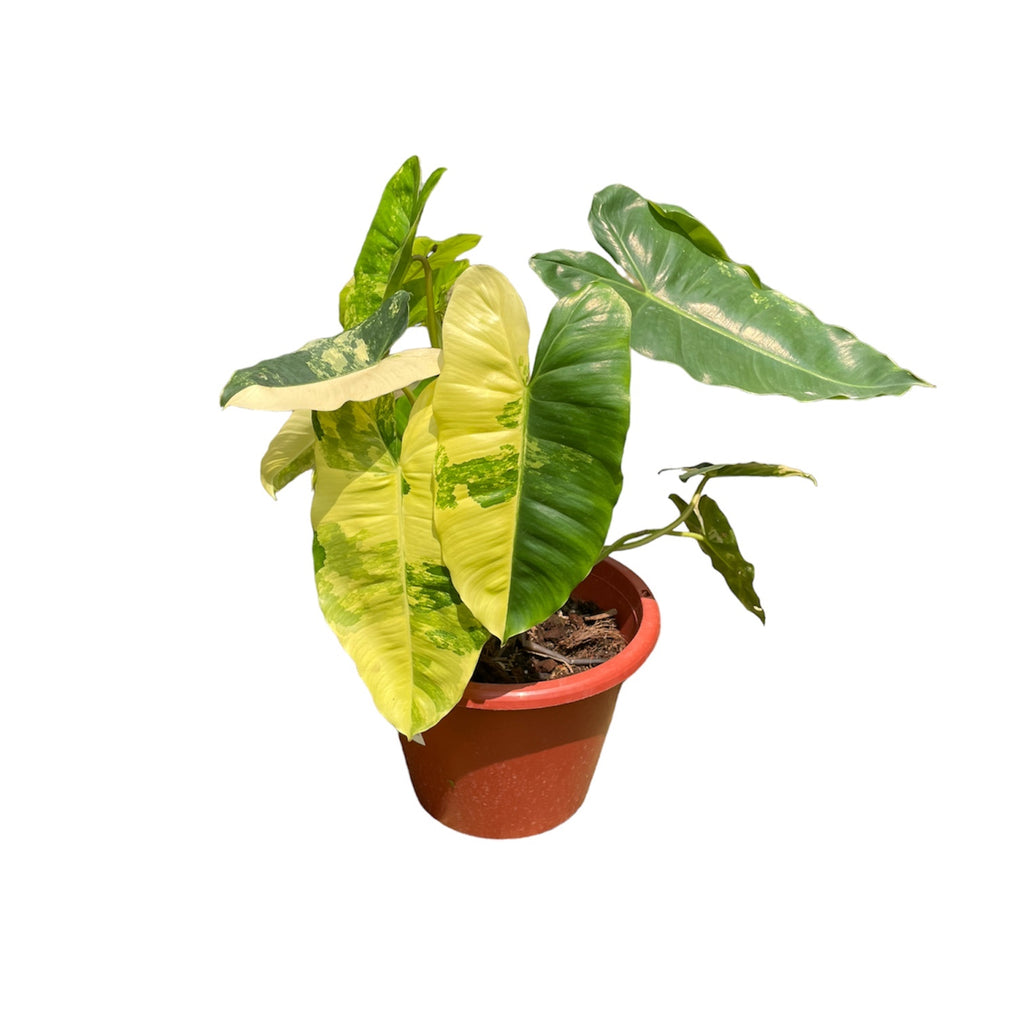 Philodendron 'Burle Marx' variegated (0.4m)