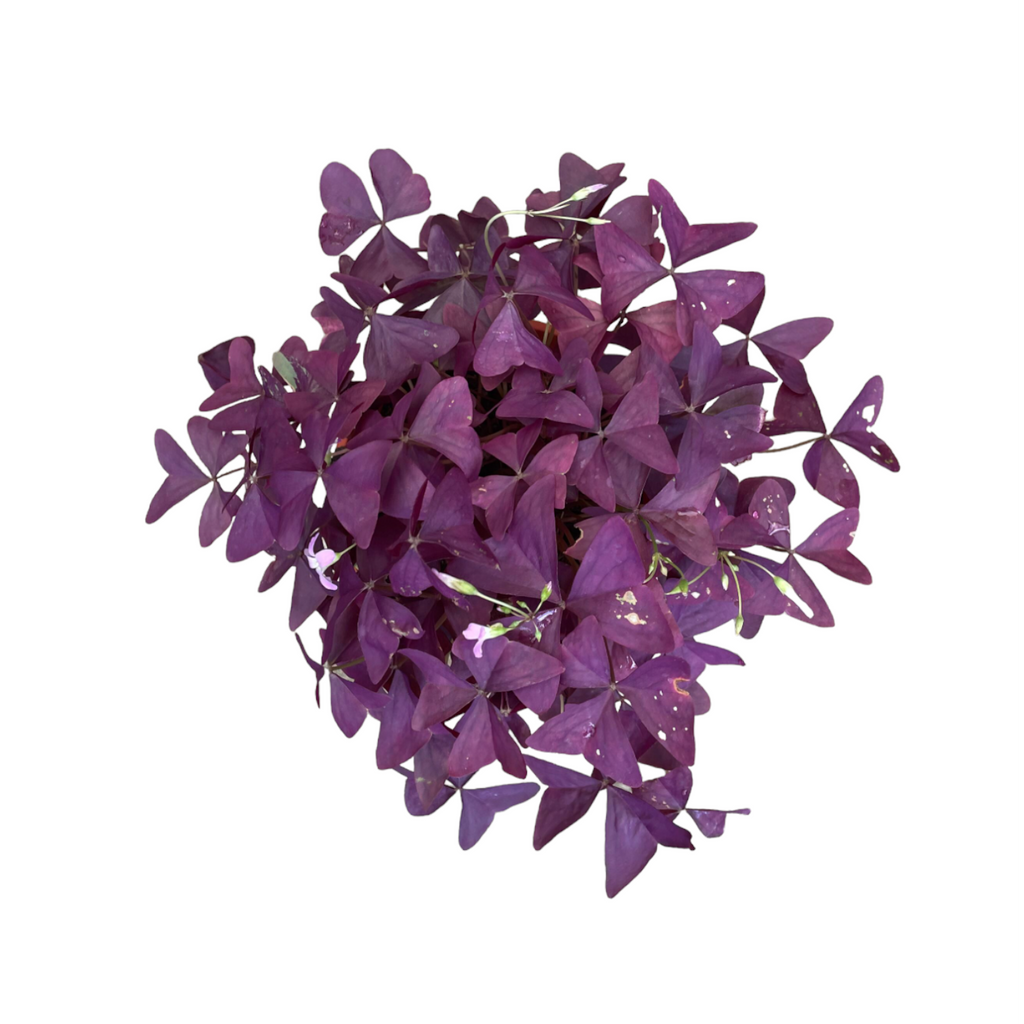 Oxalis Triangularis in Lavender Lilac Jazz Round
