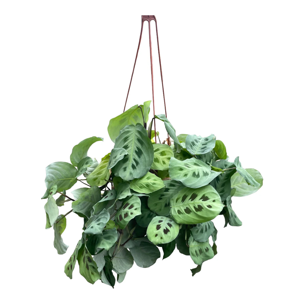 Maranta leuconeura var kerchoveana, Rabbit's Foot, Prayer Plant (hanging) (0.25m)