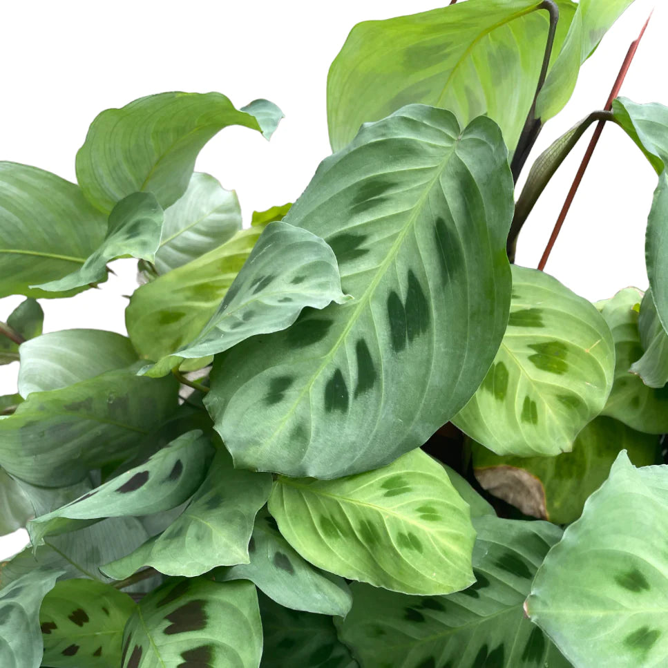 Maranta leuconeura var kerchoveana, Rabbit's Foot, Prayer Plant (hanging) (0.25m)