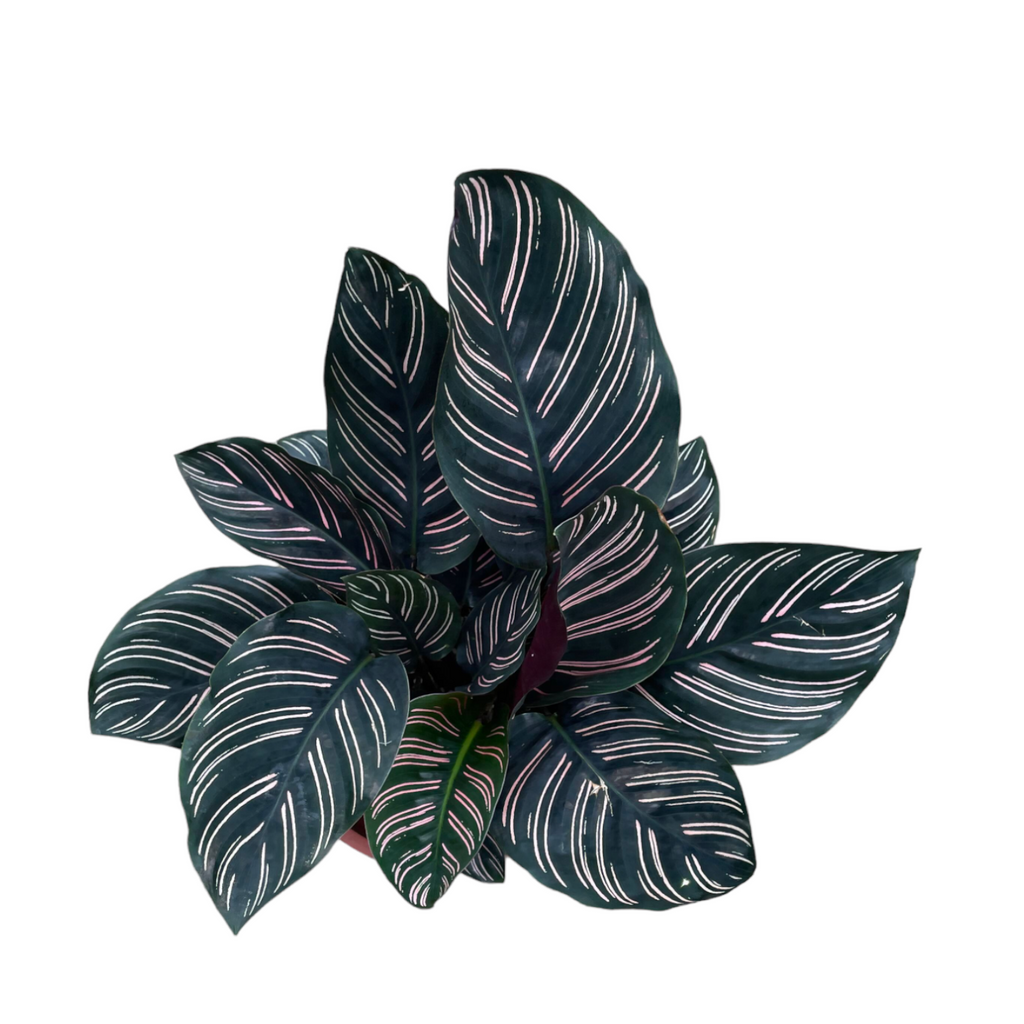 Pin-Stripe Calathea in Lavender Lilac Jazz Round